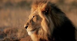 South Africa: Kruger National Park Safari