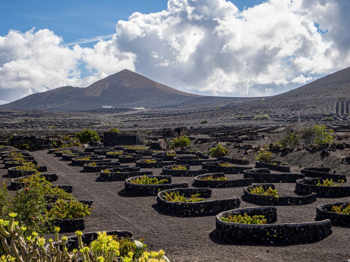 Vines growing in volcanic soil in the La Geria wine region, Lanzarote